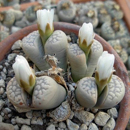 Élő kövek (Lithops) a kertben