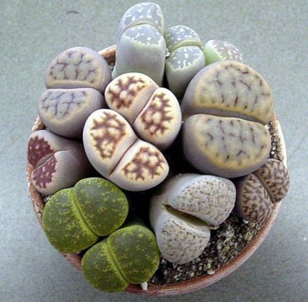 Élő kövek (Lithops) a kertben