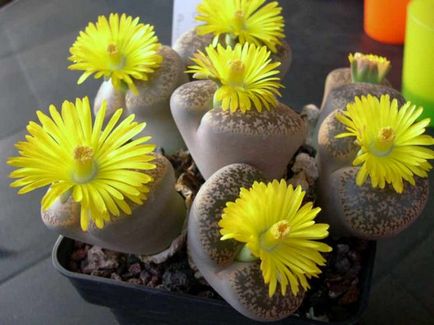 Élő kövek (Lithops) a kertben