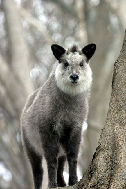 Animale ale căror barbe nu pot fi decât invidiate