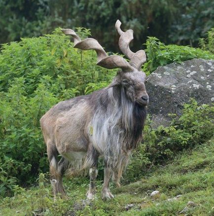 Animale ale căror barbe nu pot fi decât invidiate