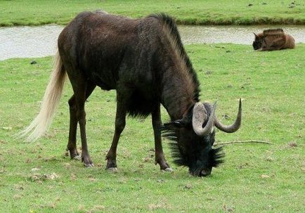 Animale ale căror barbe nu pot fi decât invidiate