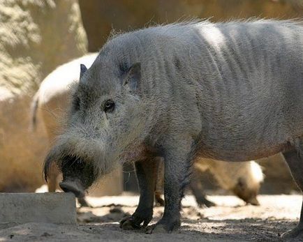 Animale ale căror barbe nu pot fi decât invidiate