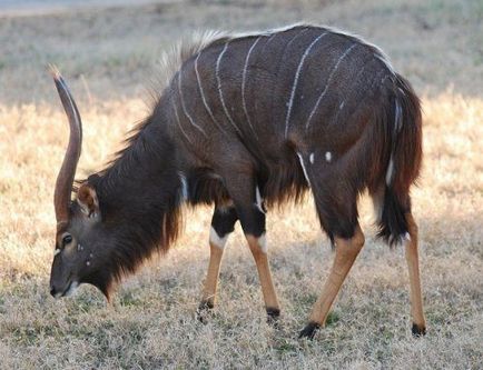 Animale ale căror barbe nu pot fi decât invidiate