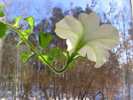 Petunia petuitoare în apartament