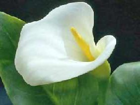 Semnificația florilor calla nu este numai albă