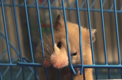 Dintii de hamsteri grija pentru ei si boli - 12-obezyan
