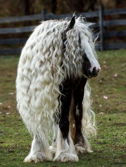 10 Cele mai pozitive animale, știri pozitive și interesante