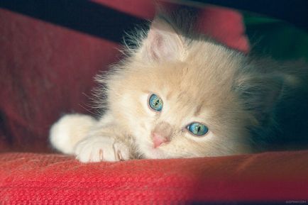 50 Котиков, які найбільше на світі люблять погрітися на сонці