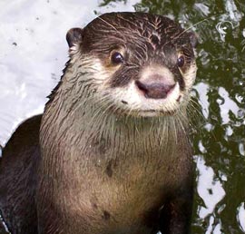 Afrikai beskogotnaya vidra (Aonyx capensis), területi Nagyfogú tömpeujjú-vidra, leírás színes