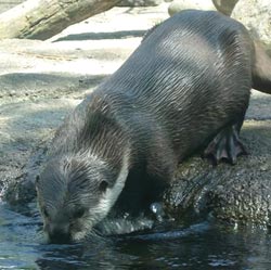 Afrikai beskogotnaya vidra (Aonyx capensis), területi Nagyfogú tömpeujjú-vidra, leírás színes