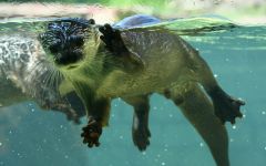 Afrikai beskogotnaya vidra (Aonyx capensis), területi Nagyfogú tömpeujjú-vidra, leírás színes