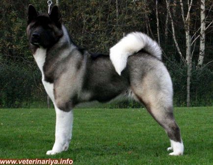 Akita Inu - câine inteligent, mândru și iubitor de libertate, trăsături caracteristice