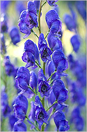 Aconite (luptător)