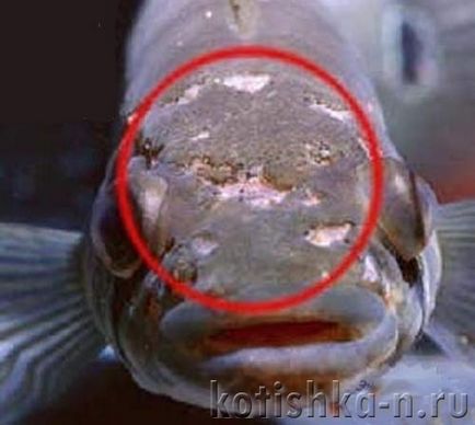 Pestele de acvariu suferă de subliniază ce trebuie să facă, astfel încât peștele să nu facă rău