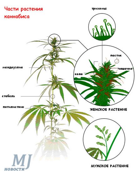 Анатомія канабісу - з чого складається кущ конопель чоловічі і жіночі рослини марихуани і їх
