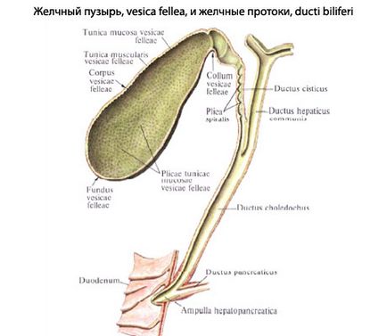Anatomia vezicii biliare