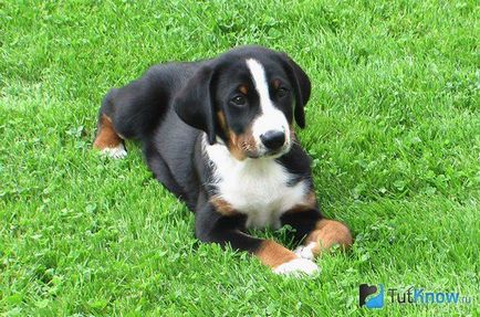 Appenzeller Mountain Dog kutyafajta leírása