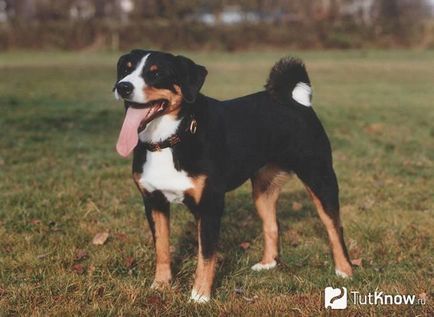 Appenzeller Mountain Dog kutyafajta leírása