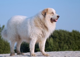 Appenzeller Mountain Dog kutyafajta leírása