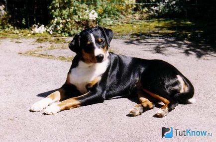 Appenzeller sennenhund descriere a rasei câinilor