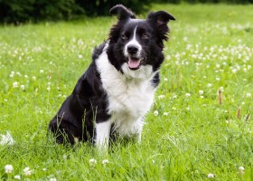 Appenzeller sennenhund descriere a rasei câinilor