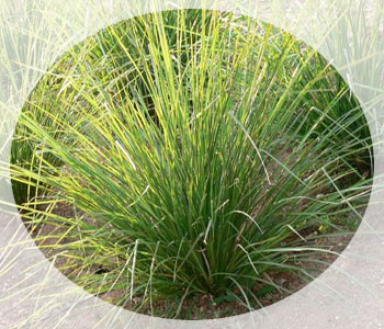 Aromás-éter Királyság vetiver olaj (esszenciális vetiver olaj) Aromás királyság alapvető vetiver olaj