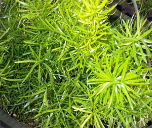 Sparanghelul - plante de casă