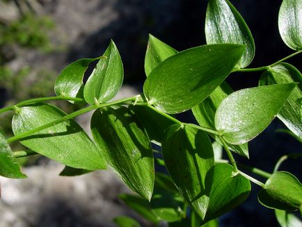 Sprânc de sparanghel, secrete de cultivare a plantelor de apartament