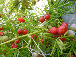 Asparagus sprenger îngrijire, reproducere, transplant