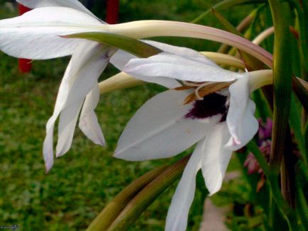 Atsidantera - plantare și îngrijire în teren deschis fotografie, video