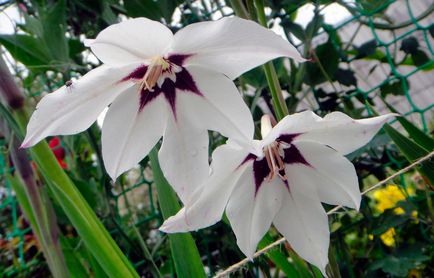 Atsidantera - plantare și îngrijire în teren deschis fotografie, video