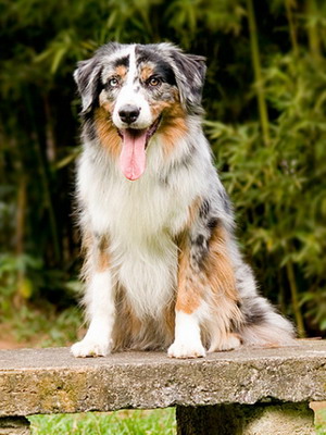 Australian Shepherd fotó miniatűr kutyafajták, a színek és a fajta jellemzői, ausztrálokkal szabvány