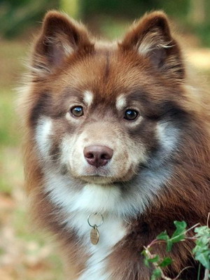 Австралійська вівчарка фото мініатюрної породи собак, забарвлення і характеристика породи, стандарт ауссі