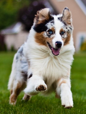 Австралійська вівчарка фото мініатюрної породи собак, забарвлення і характеристика породи, стандарт ауссі