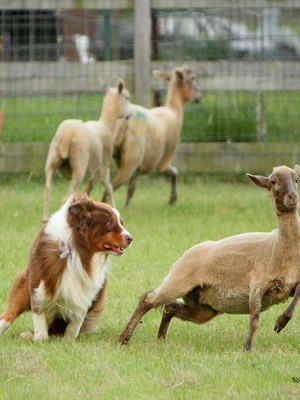 Australian Shepherd Dog foto rasa de caini miniaturale, caracteristicile culorii si rasei, standard Aussie