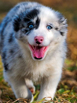 Australian Shepherd fotó miniatűr kutyafajták, a színek és a fajta jellemzői, ausztrálokkal szabvány