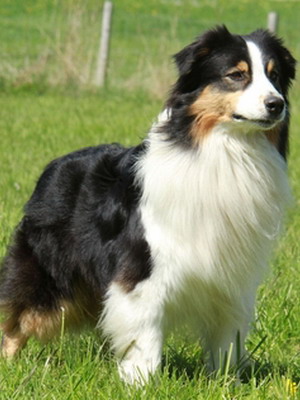 Australian Shepherd fotó miniatűr kutyafajták, a színek és a fajta jellemzői, ausztrálokkal szabvány