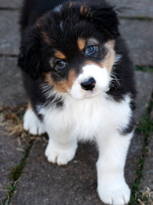 Australian Shepherd fotó miniatűr kutyafajták, a színek és a fajta jellemzői, ausztrálokkal szabvány