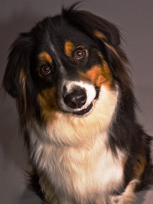 Australian Shepherd fotó miniatűr kutyafajták, a színek és a fajta jellemzői, ausztrálokkal szabvány