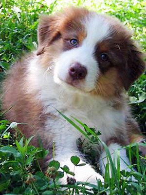 Australian Shepherd Dog foto rasa de caini miniaturale, caracteristicile culorii si rasei, standard Aussie