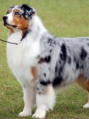 Australian Shepherd fotó miniatűr kutyafajták, a színek és a fajta jellemzői, ausztrálokkal szabvány