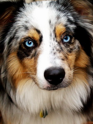 Australian Shepherd fotó miniatűr kutyafajták, a színek és a fajta jellemzői, ausztrálokkal szabvány