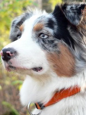 Australian Shepherd fotó miniatűr kutyafajták, a színek és a fajta jellemzői, ausztrálokkal szabvány