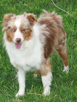 Australian Shepherd fotó miniatűr kutyafajták, a színek és a fajta jellemzői, ausztrálokkal szabvány