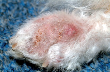Subpermatită bacteriană a câinilor și a pisicilor, medic veterinar