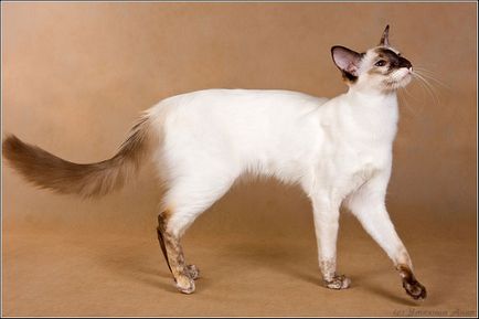 Балинезийская (балинез) кішка