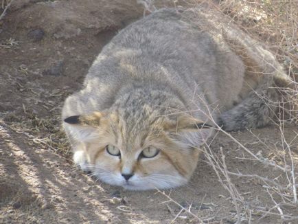 Барханний кіт - самотній житель пустелі
