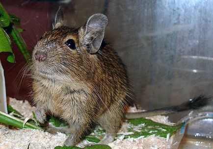 Squirrel degu - fotografie, descriere, conținut, hrană, cumpărare