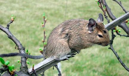 Squirrel degu - fotografie, descriere, conținut, hrană, cumpărare